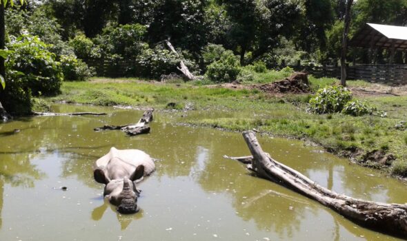 2 Nights 3 Days Bardia Jungle Safari Tour