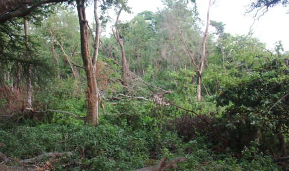 Koshi Tappu Wildlife Reserve Tour